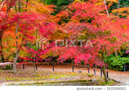 岐阜曾木公園的紅葉 103500083