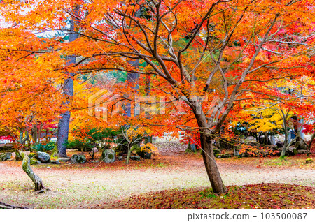 岐阜曾木公園的紅葉 103500087
