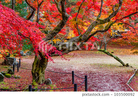 岐阜曾木公園的紅葉 103500092