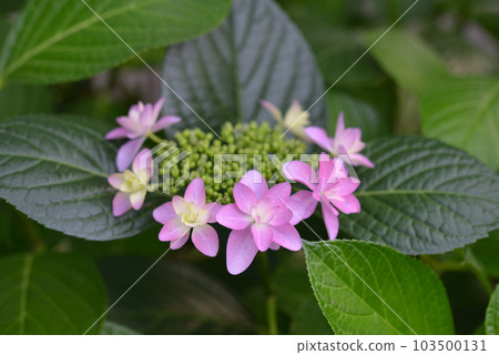 hydrangea hydrangea 103500131