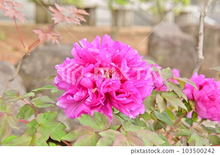 Red colored peony 103500242