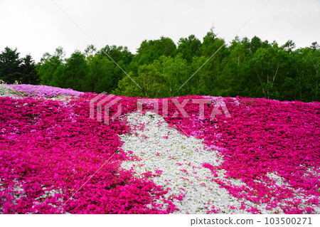 Pink carpet pink moss phlox and green trees in Kutchan town 103500271