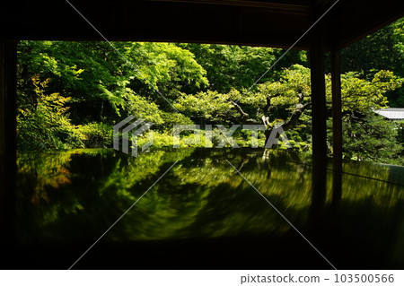 Seiganji garden in early summer (Maibara, Shiga, May 2022) 103500566