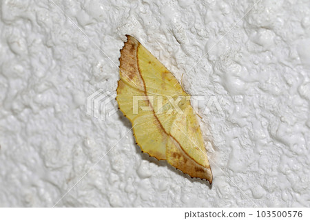 基達沙克 103500576