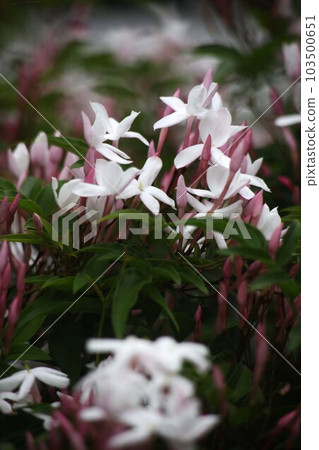 已經開始開花的羽衣茉莉花香 103500651