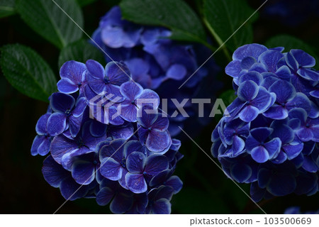 Hydrangea black background Hydrangea black background 103500669