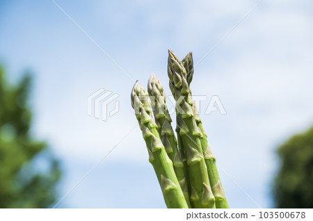 新鮮綠蘆筍 103500678