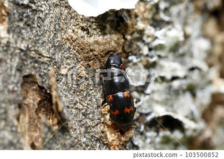 Yotsuboshi Keikisukisui 103500852