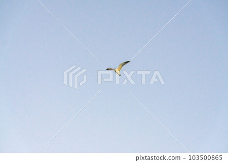 A white bird that spreads its wings and flies into the sky A white bird that spreads its wings and flies into the sky 103500865