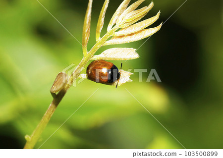 Fujihamushi 103500899