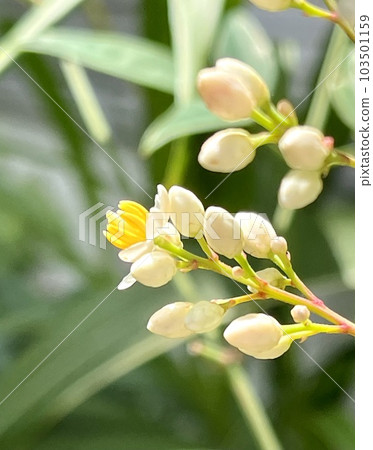 Southern flowers Southern flowers 103501159
