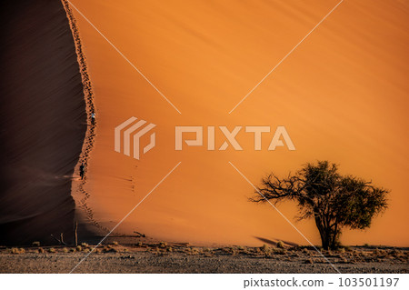 red sand dunes under oblique light red sand dunes under oblique light 103501197