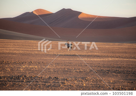 紅沙丘前的劍羚 紅沙丘前的劍羚 103501198