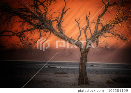Deadwood Red Dunes 103501199