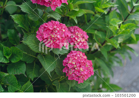Beautiful hydrangea flowers that started to bloom during the rainy season 103501200
