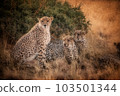 Cheetah on the African savannah 103501344