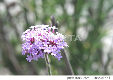 Yanagi Hanagasa（柳花帽）帶一簇簇粉紅色的小花 103501351