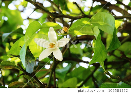 在初夏盛開的立花 (tachibana) 花 103501352