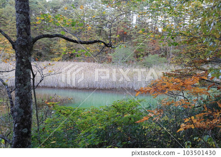 在五色沼欣賞紅葉(福島縣北鹽原村里磐梯禦都沼、五色沼) 在五色沼欣賞紅葉(福島縣北鹽原村里磐梯禦都沼、五色沼) 103501430
