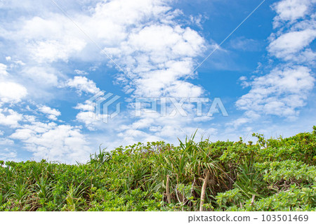 竹富島的風景 103501469
