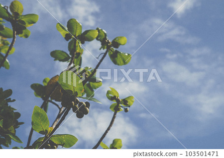 Scenery of Taketomijima Scenery of Taketomijima 103501471