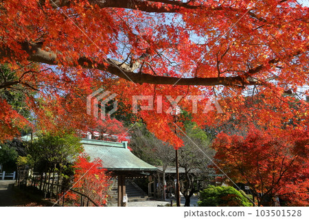 Nikaido, Kamakura City, Kanagawa Prefecture The bright red maple leaves on the precincts of Daitonomiya Kamakuragu Shrine, a former Kanpei Chusha shrine Nikaido, Kamakura City, Kanagawa Prefecture The bright red maple leaves on the precincts of Daitonomiya Kamakuragu Shrine, a former Kanpei Chusha shrine 103501528