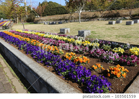 Pansy flowers that decorate winter flowerbeds Pansy flowers that decorate winter flowerbeds 103501559