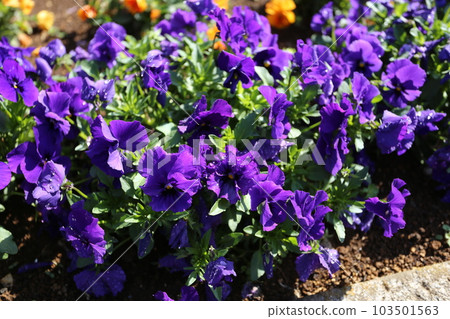 裝飾冬季花壇的三色堇花 裝飾冬季花壇的三色堇花 103501563