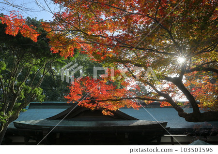 Nikaido, Kamakura City, Kanagawa Prefecture, backlit maple leaves on the precincts of Daitonomiya Kamakuragu, the former Kanpei Chusha 103501596