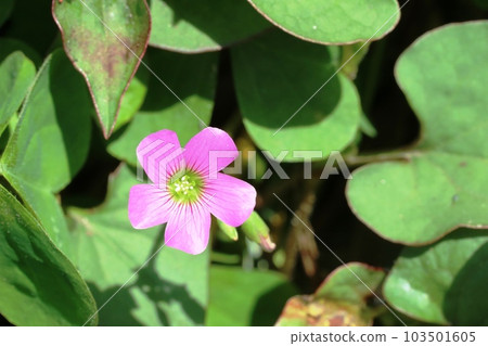 Purple oxalis (purple oxalis) with a beautiful yellow-green flower core 103501605