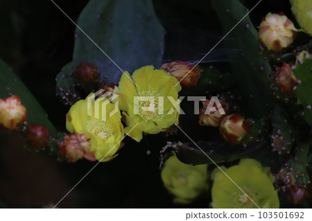 Petit cactus flowers Petit cactus flowers 103501692