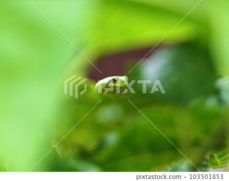 I found a tree frog in the shadow of a mulberry leaf I found a tree frog in the shadow of a mulberry leaf 103501853