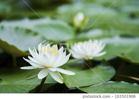 開花在公園池塘的白睡蓮花 開花在公園池塘的白睡蓮花 103501906