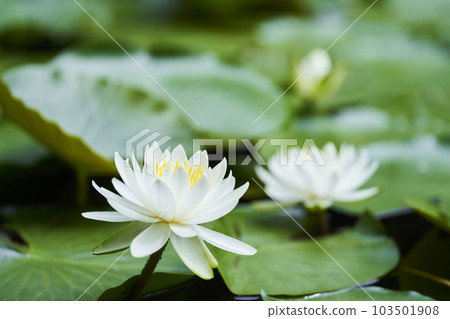 開花在公園池塘的白睡蓮花 103501908