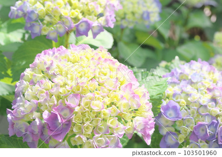 繡球開始開花變色 103501960