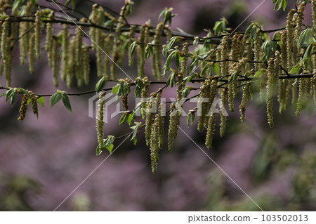 像下垂一樣綻放的雞尾花 103502013