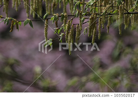 Carpinus flower that blooms like drooping 103502017