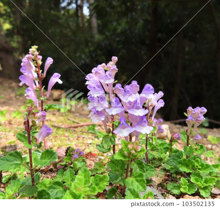 花朵 花 花卉 103502135