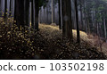 晨霧中的三又森林 103502198