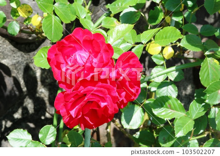 鮮豔的紅玫瑰(薔薇)開始綻放 鮮豔的紅玫瑰(薔薇)開始綻放 103502207