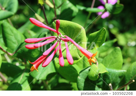 開花初期,花瓣內部呈黃色。 開花初期,花瓣內部呈黃色。 103502208