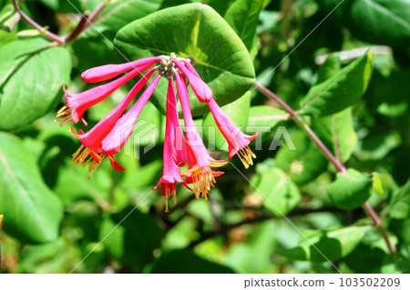 開花初期,花瓣內部呈黃色。 開花初期,花瓣內部呈黃色。 103502209