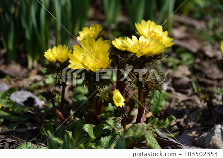 福壽莊預示著春天的到來 福壽莊預示著春天的到來 103502353