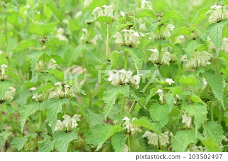 舞者草群 103502497