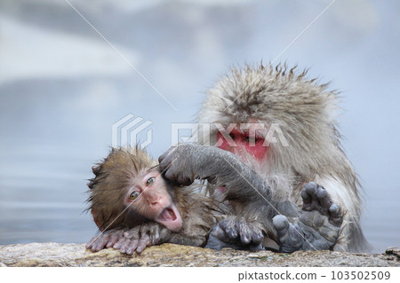 Nagano A family of snow monkeys bathing in a hot spring Nagano A family of snow monkeys bathing in a hot spring 103502509