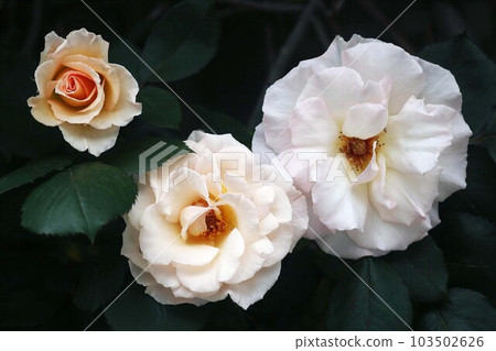 玫瑰淡粉色，半重瓣花 103502626