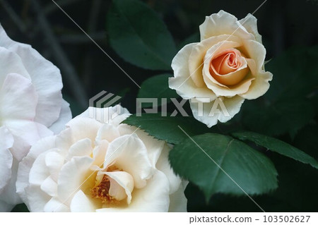 玫瑰淡粉色，半重瓣花 103502627