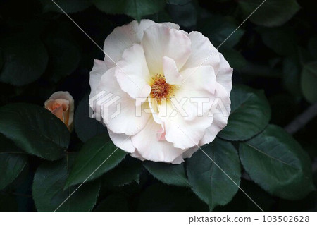 玫瑰淡粉色，半重瓣花 103502628