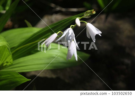 Blooming white flowers of silane Blooming white flowers of silane 103502650