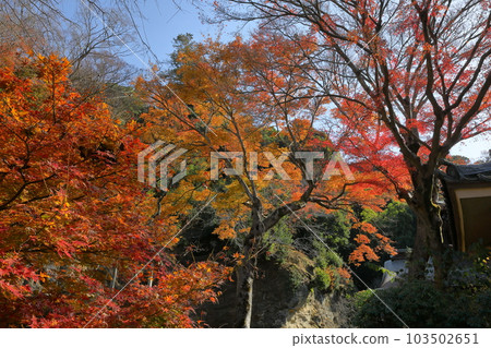 Nikaido, Kamakura City, Kanagawa Prefecture Rinsai Sect Engakuji School Kintoyama Zuisenji Temple Autumn leaves in front of the scenic Zuisenji Garden Nikaido, Kamakura City, Kanagawa Prefecture Rinsai Sect Engakuji School Kintoyama Zuisenji Temple Autumn leaves in front of the scenic Zuisenji Garden 103502651